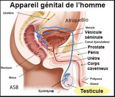 Appareil génital homme, Plantes Soigner Orchites