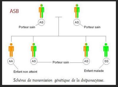 Asb pour comprendre la depanocytose copier