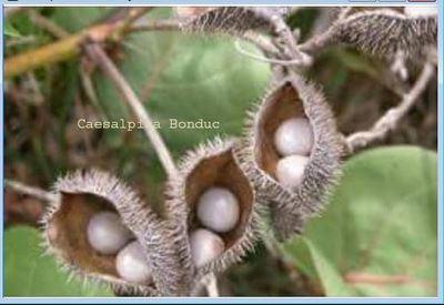 Caesalpinea bonduc, Adjikouin pour détruire Fibrome et Kyste