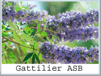 Gattilier pour Soigner Fibrome Naturellement