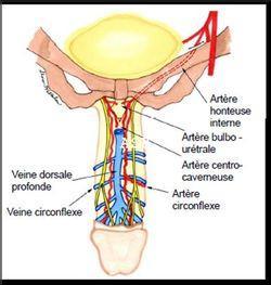 Veines et artère du pénis